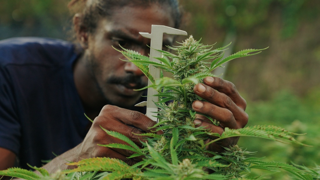 measuring a plant for bob marley cannabis seeds