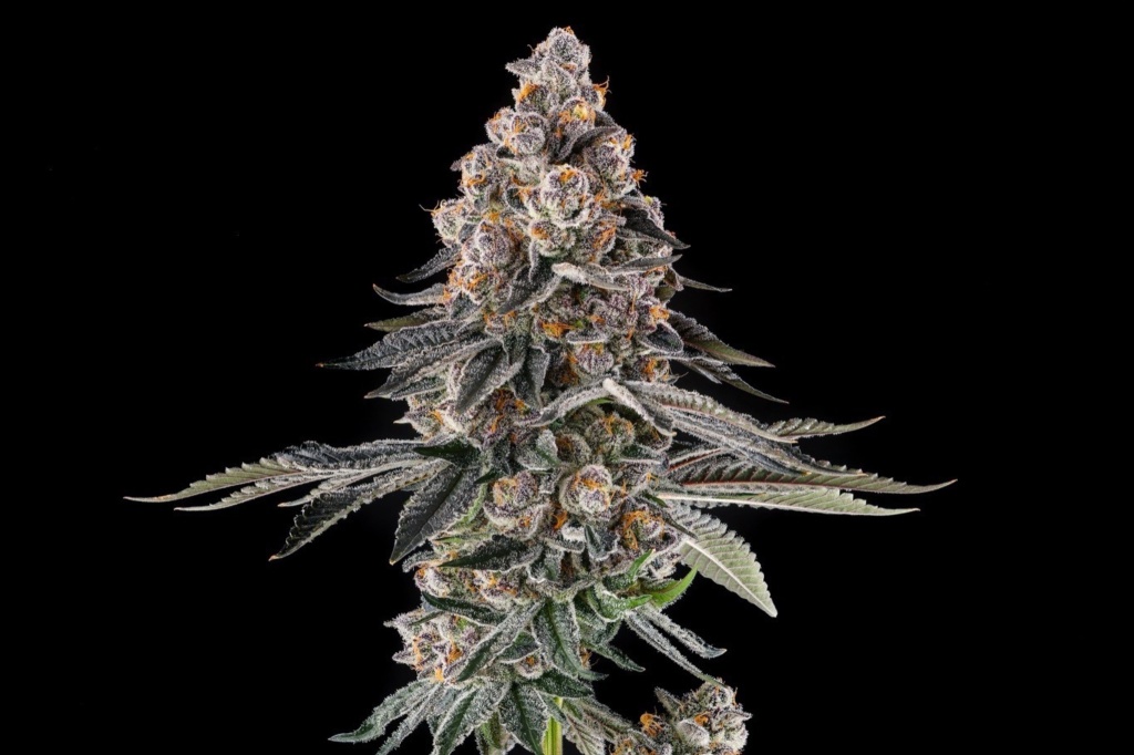 mailbox money from compound genetics