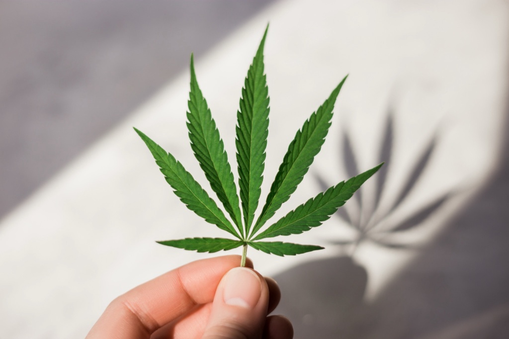 hand holding cannabis leaf