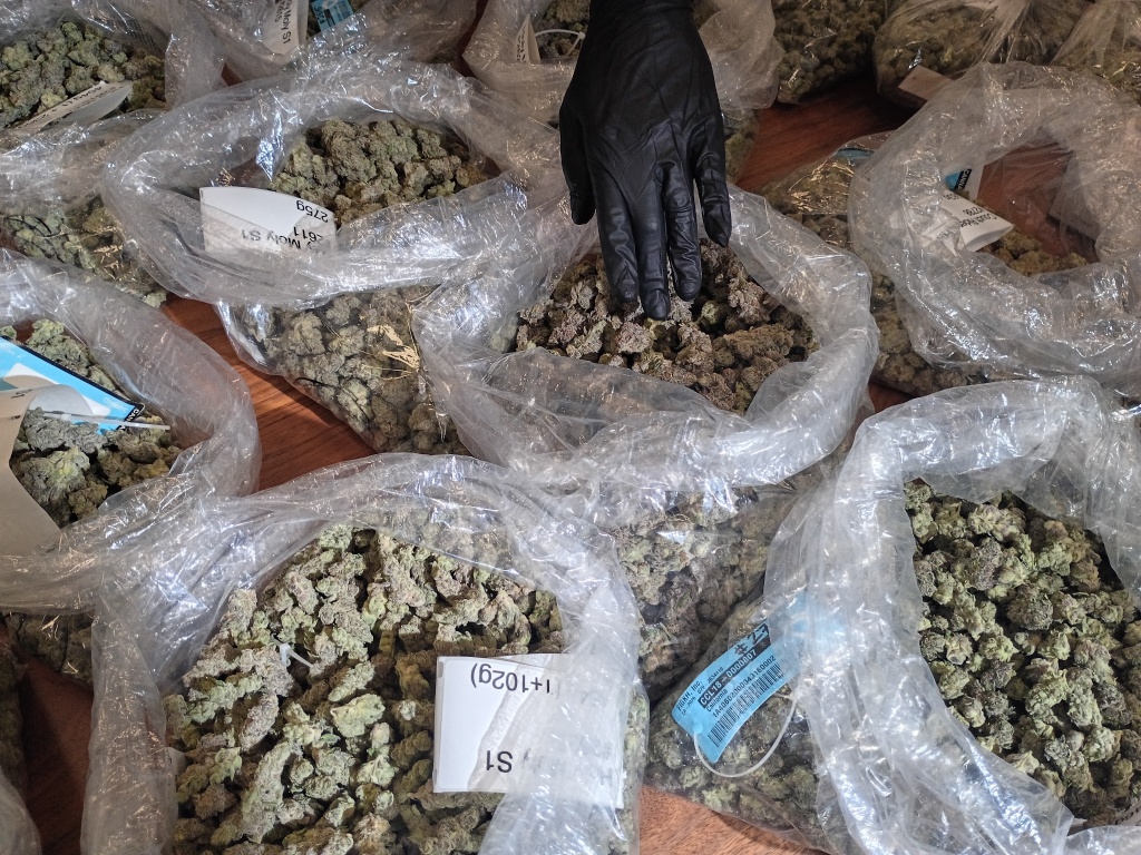collection of cannabis flower from fig farms