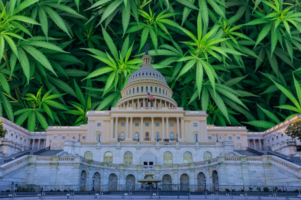 congress with cannabis leaves represeting lawful hemp protection act