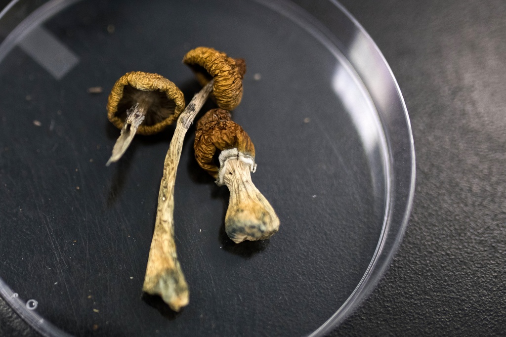 psilocybin mushrooms representing VA psilocybin study