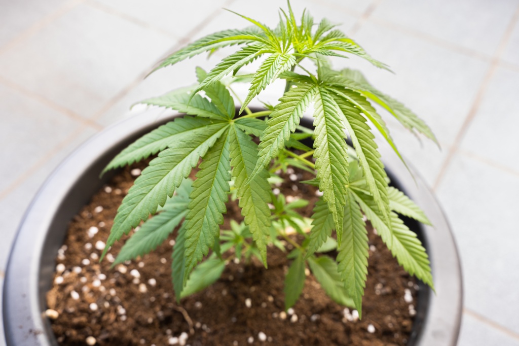 cannabis plant south dakota cannabis home grow