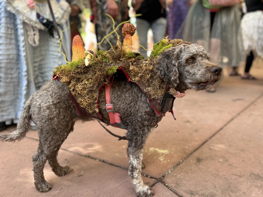 a dog dressed as a mushroom