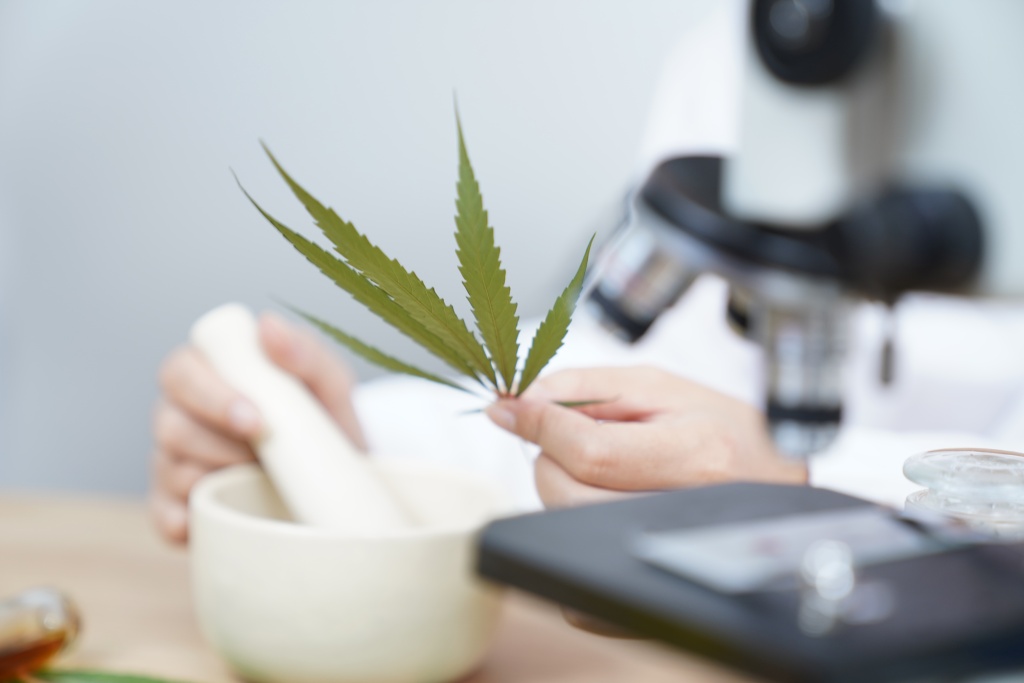 hand holding cannabis leaf by microscope representing cbd and thc study