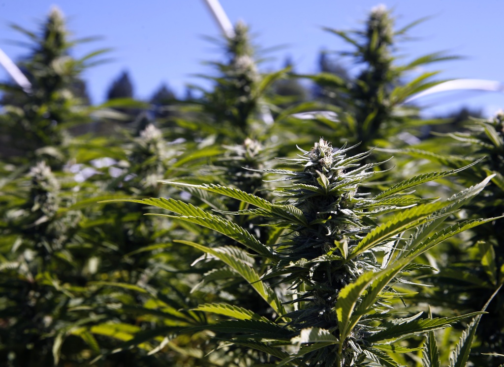 california cannabis cultivation facility