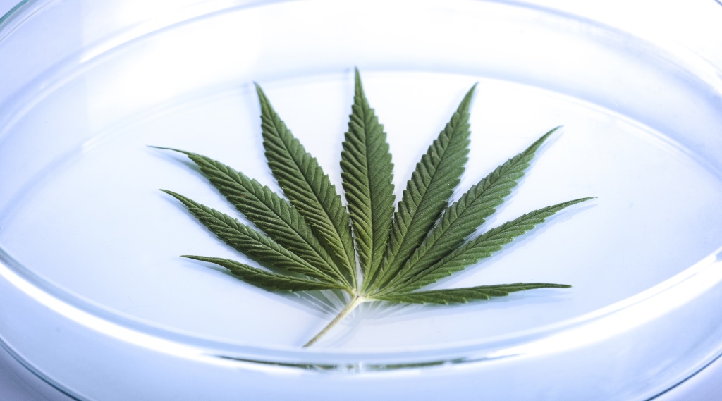 cannabis leaf in petri dish representing a study tp produce cannabinoids