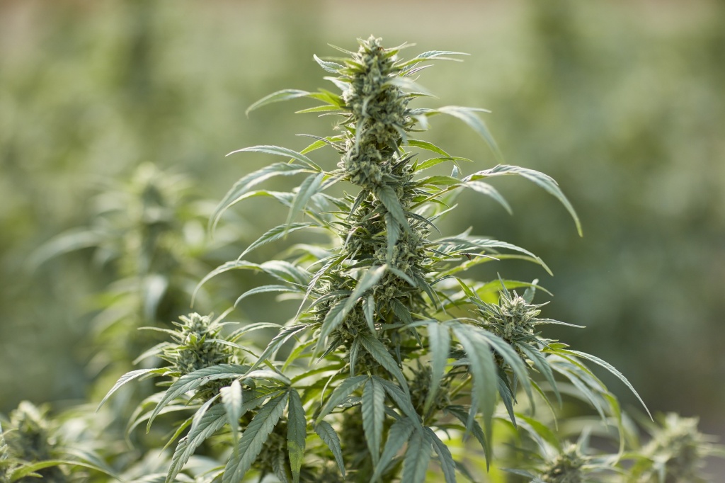 hemp plant ready for u-pick
