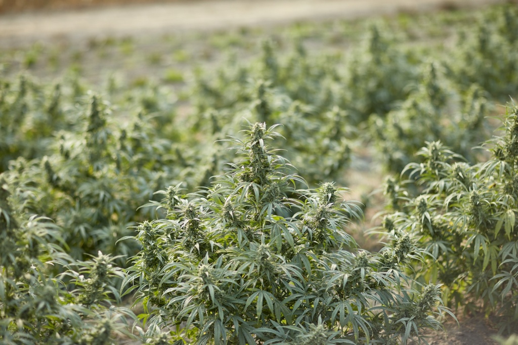 hemp plant at u-pick hemp farm sonoma hills farm