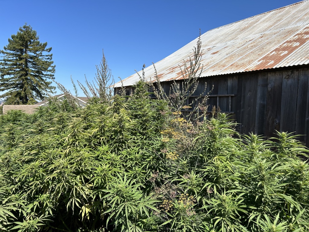 hemp field at sonoma hills farm