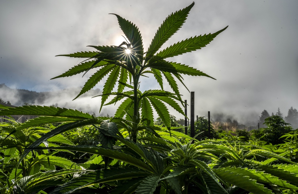 cannabis plant representing west coast cannabis legacy