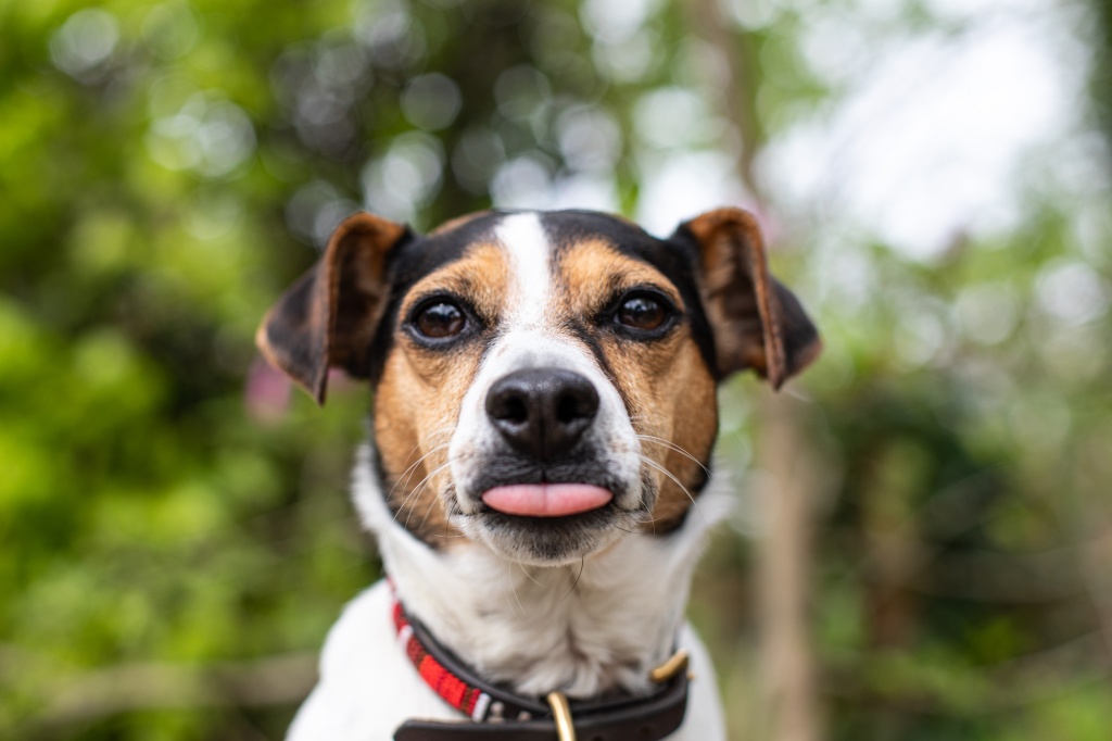 jack russell terrier