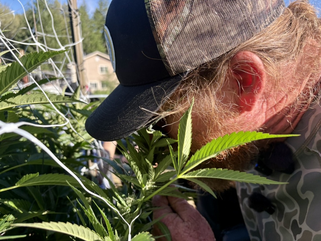 mark greyshock smells california outdoor cannabis plants