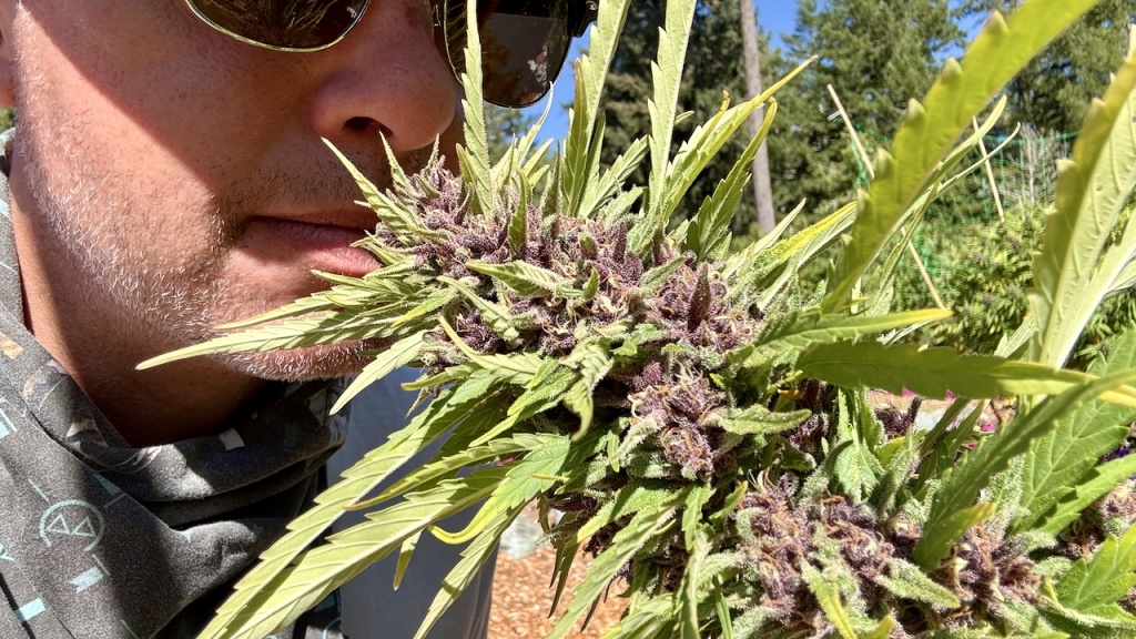 smelling california outdoor cannabis